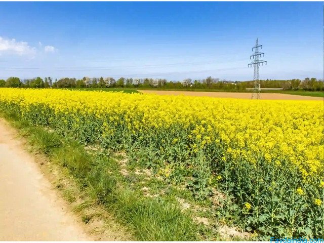 Naugaon Farmhouses Price: Investment Opportunity Near Delhi NCR - 5/6
