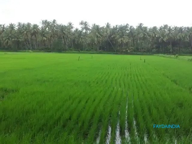 Discover Naugaon Farmhouses – Your Next Property Opportunity - 1/3